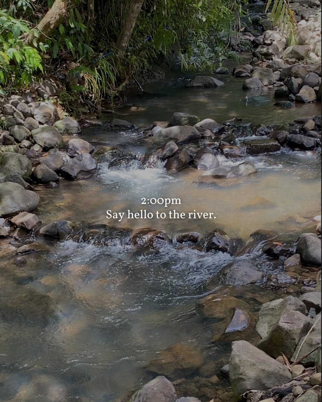 Natural sapa river creek with rocks and jungle greenery