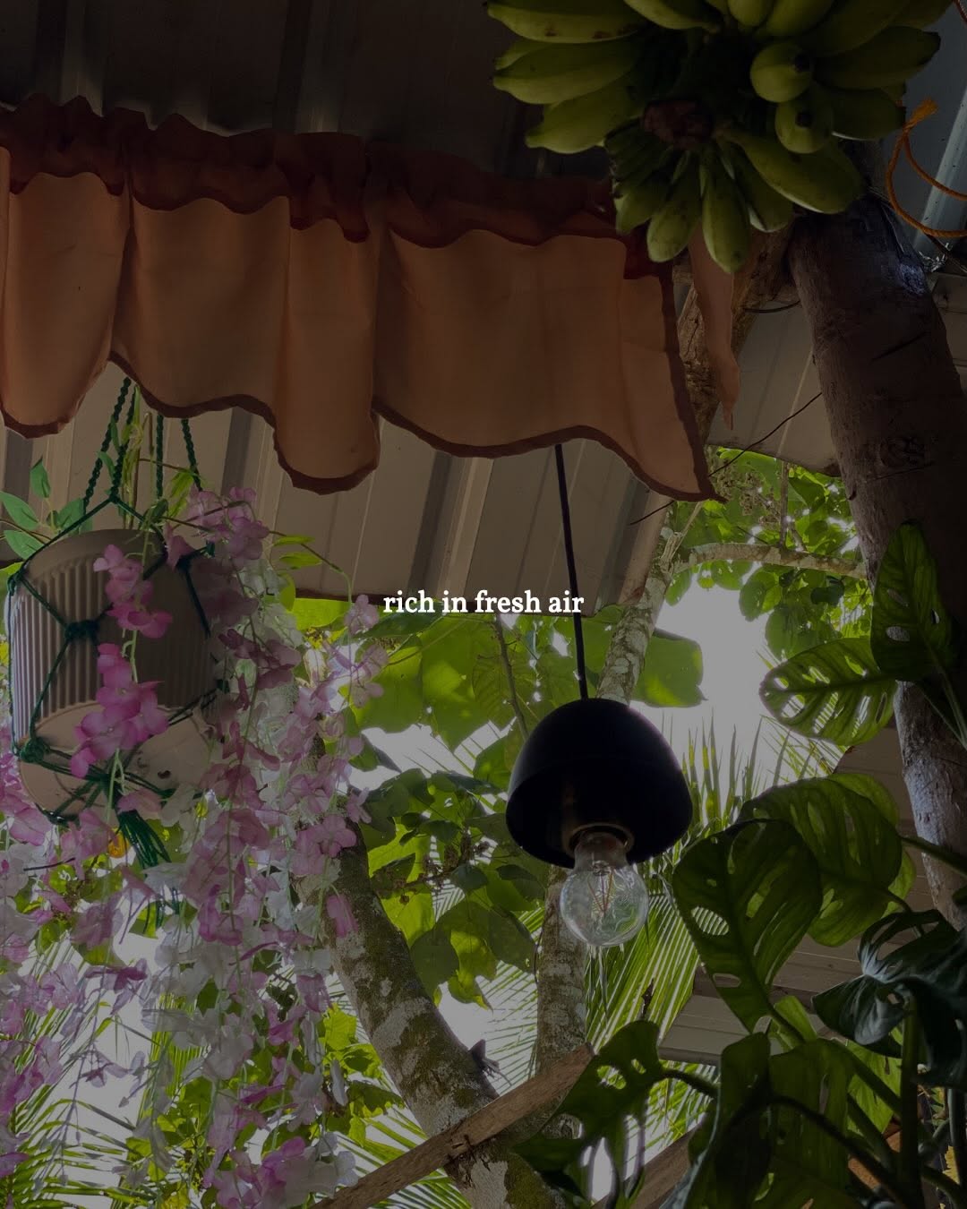 Looking up through the tropical canopy — rich in fresh air
